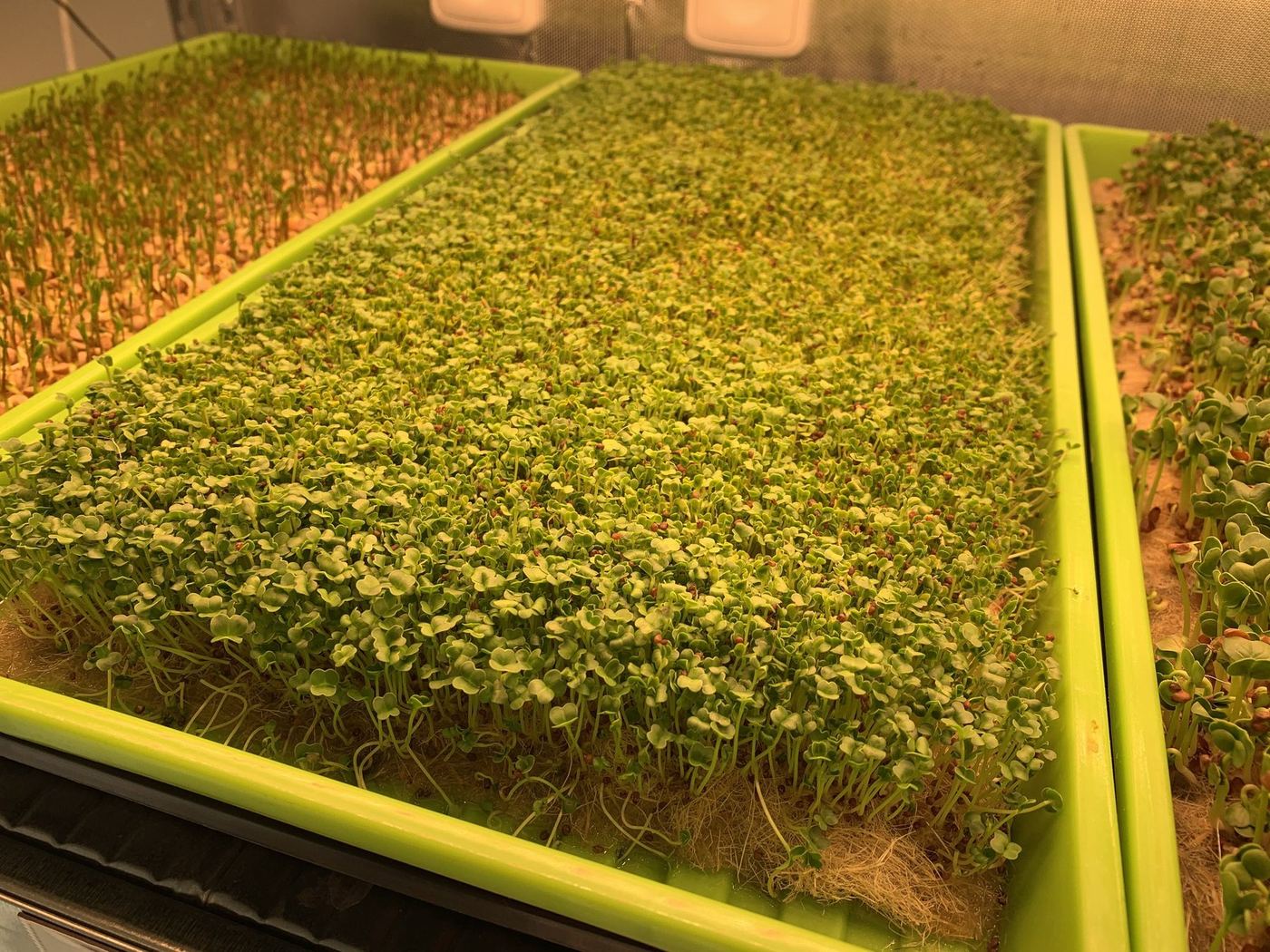 První microgreens
