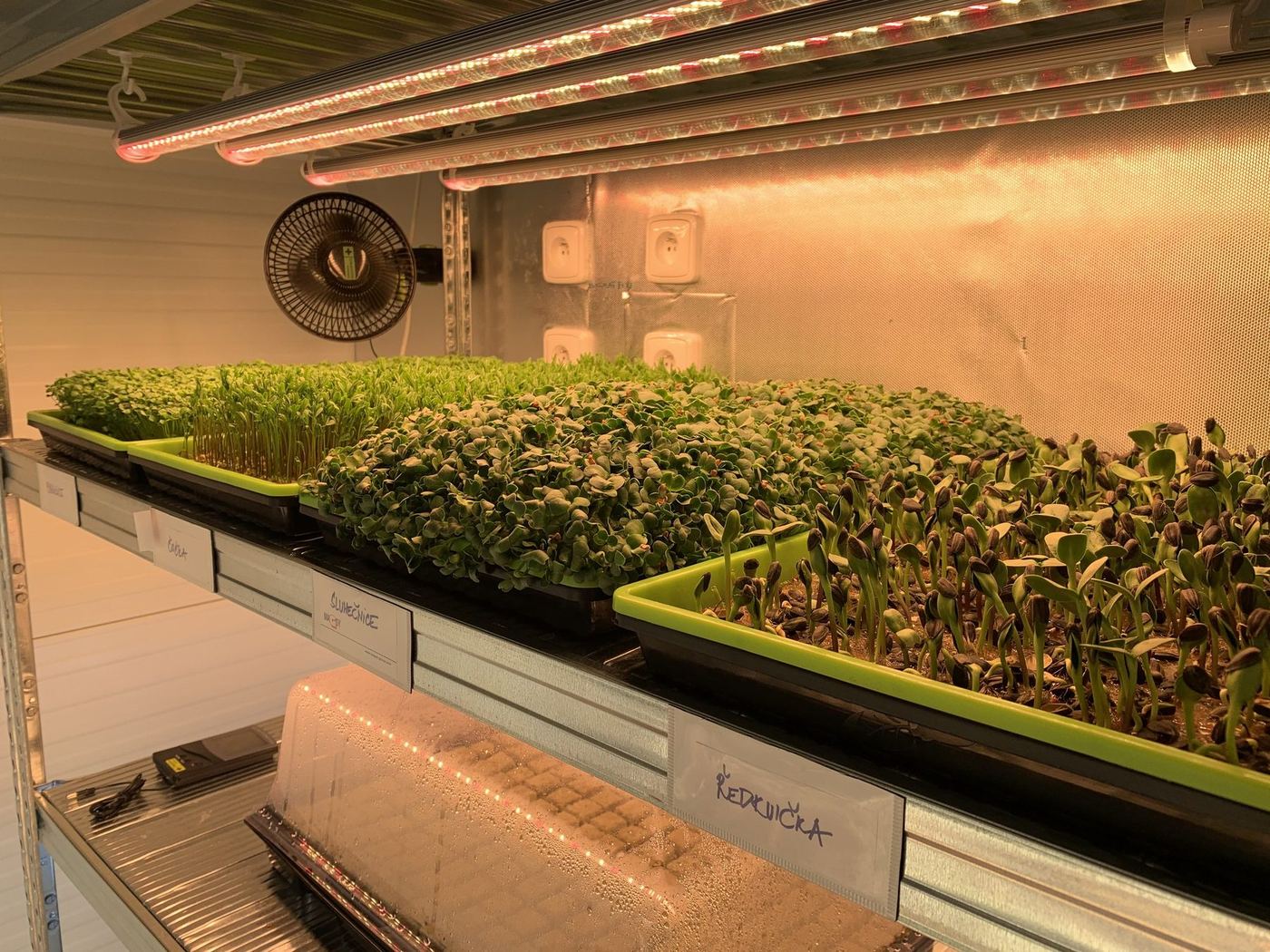 Pěstební regál s různými druhy microgreens