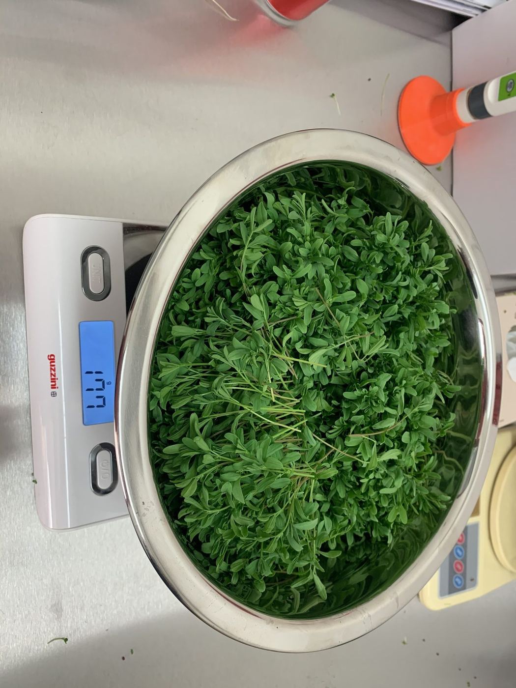 Vážení sklizených microgreens na digitální váze