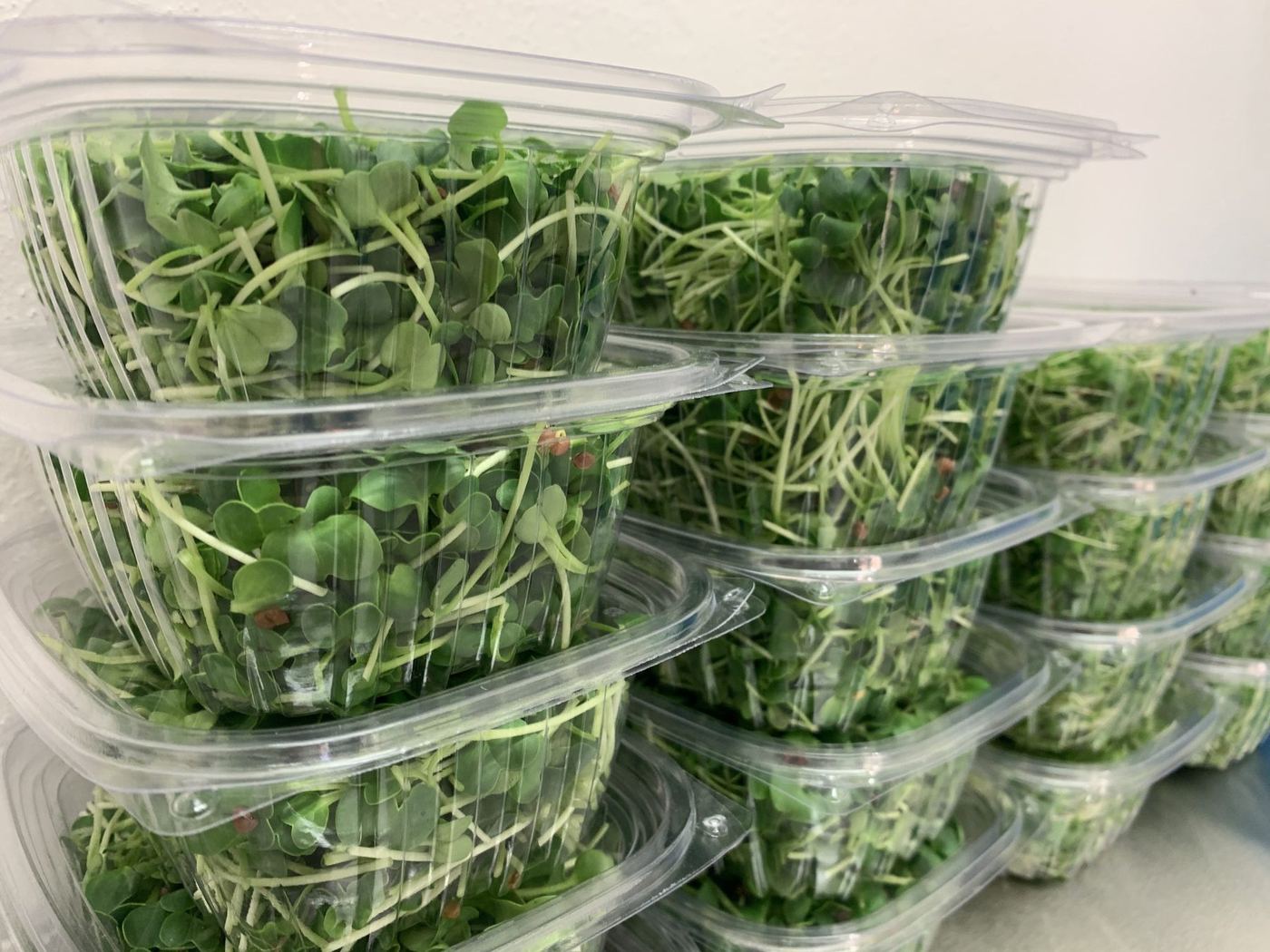 První naplněné krabičky s microgreens