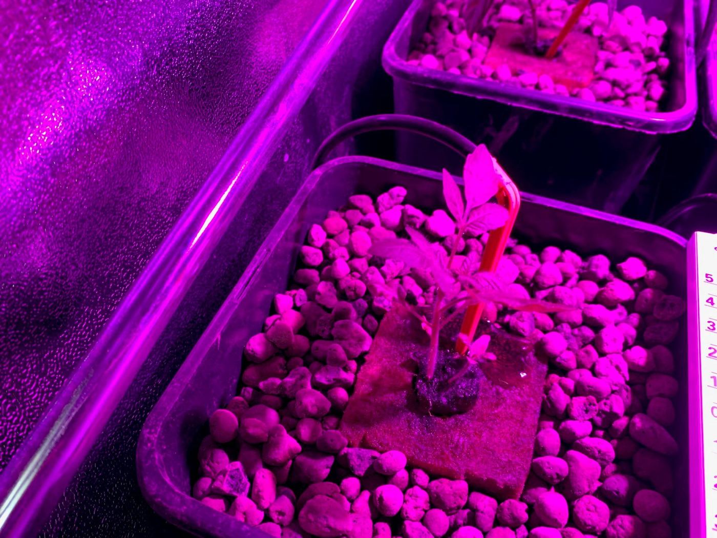 Růst rajčat a paprik pod prvním pěstebním světlem 10
